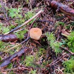 Woolly Pine Spike thumbnail 4