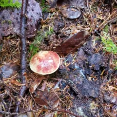Smith's Bolete thumbnail 3