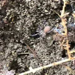 Antrodiaetus unicolor thumbnail 1