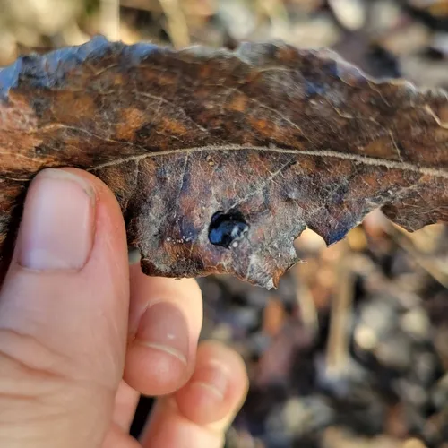 Willow Tar Spot