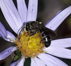 Dark-winged Sweat Bee thumbnail 3
