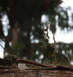 Silver Hairgrass thumbnail 2