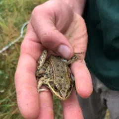 Columbia Spotted Frog thumbnail 2