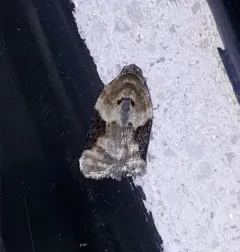 Acleris simpliciana thumbnail 3
