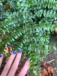 Boxleaf Honeysuckle thumbnail 2