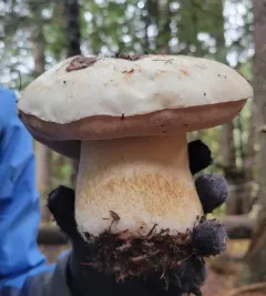Barrow's Bolete thumbnail 4