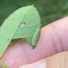 bristly rose sawfly thumbnail 3