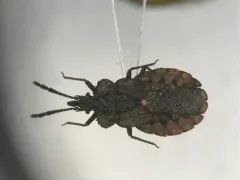 Aradus inornatus thumbnail 1