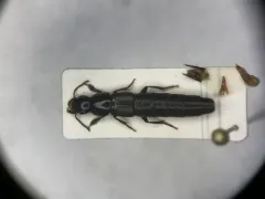 Quedius curtipennis thumbnail 2