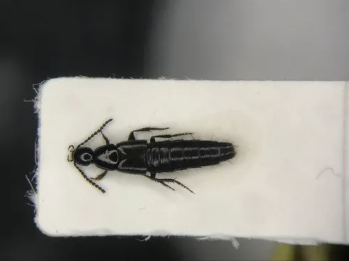 Philonthus jurgans