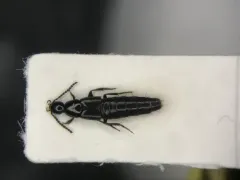 Philonthus jurgans thumbnail 1