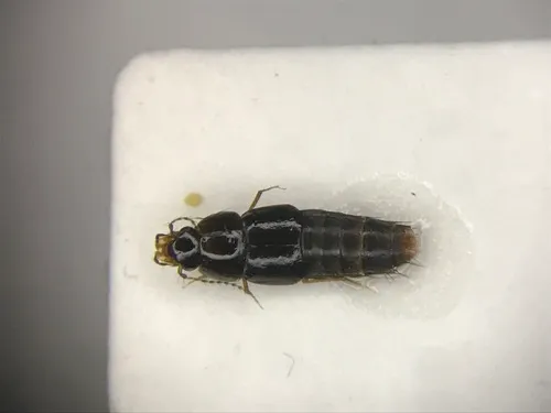 Vermiculated Rove Beetle