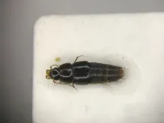 Vermiculated Rove Beetle thumbnail 1