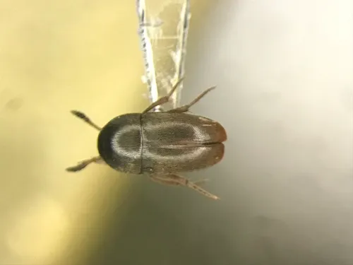 Ptomaphagus medius
