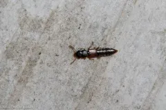 Charhyphus picipennis thumbnail 2