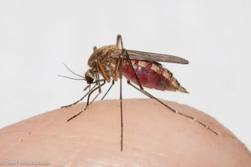 Brown Saltmarsh Mosquito