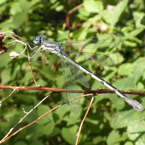 Sweetflag Spreadwing
