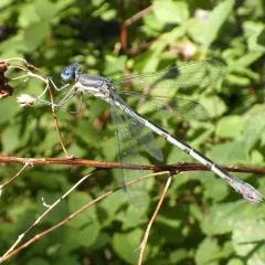 Sweetflag Spreadwing thumbnail 1