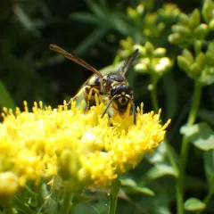 European tube wasp thumbnail 1