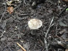 Mottled Bolete thumbnail 2