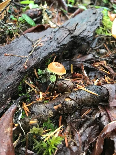 Xeromphalina cirris