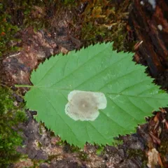 Hazel Blotchminer thumbnail 3