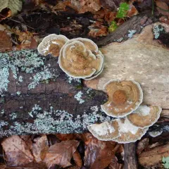 Thin-walled Maze Polypore thumbnail 4
