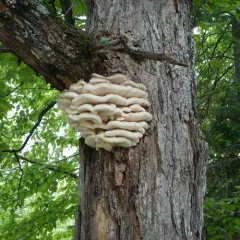 Northern Tooth thumbnail 4