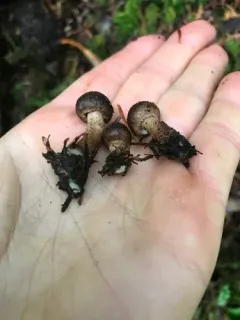 Inocybe pseudoteraturgus thumbnail 4