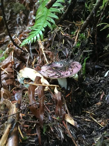 Russula turci