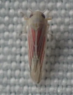 Red-streaked Leafhopper thumbnail 3