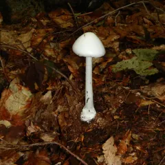 Eastern North American Destroying Angel thumbnail 3