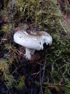 Russula acrifolia thumbnail 1