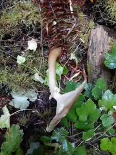 Armillaria solidipes thumbnail 3