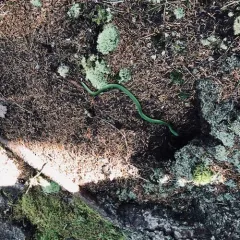 Smooth Greensnake thumbnail 4