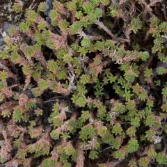 Tasteless Stonecrop thumbnail 4
