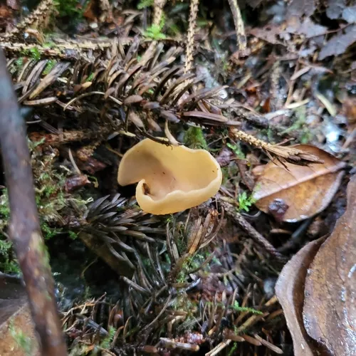 hare's ear