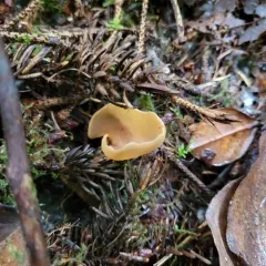 hare's ear thumbnail 1
