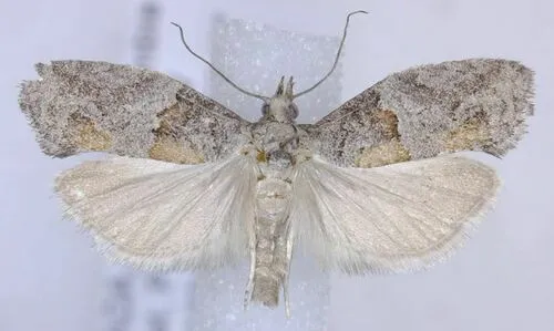 Epinotia pulsatillana