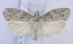 Epinotia pulsatillana thumbnail 1
