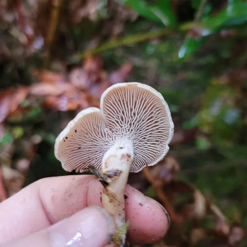Neolentinus kauffmanii