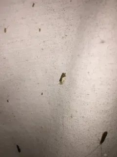 Contrasting Henricus Moth thumbnail 4