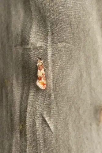 Pitch Pine Tip Moth