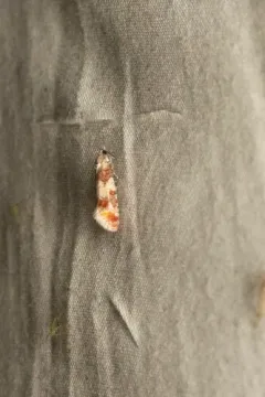 Pitch Pine Tip Moth thumbnail 1