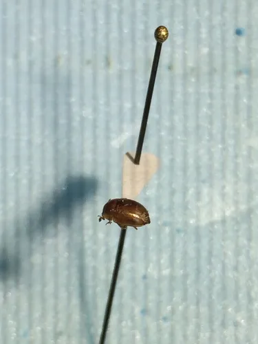 Pale Sap Beetle