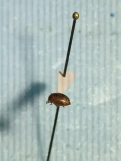 Pale Sap Beetle thumbnail 1
