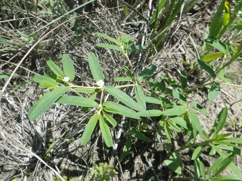 Prairie Sandmat