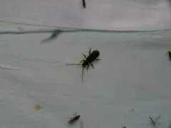 Phymatodes aereus thumbnail 2