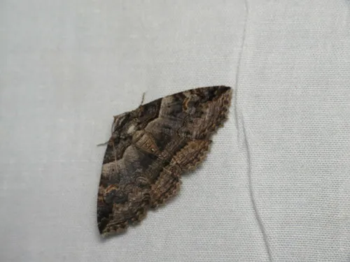 Bold-based Zale Moth