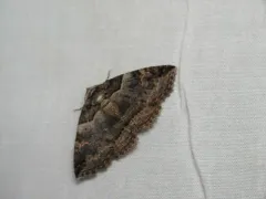 Bold-based Zale Moth thumbnail 1